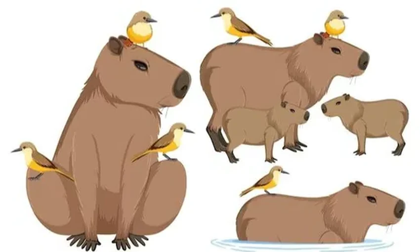 Капибара: почему самый спокойный грызун стал главным мемом интернета