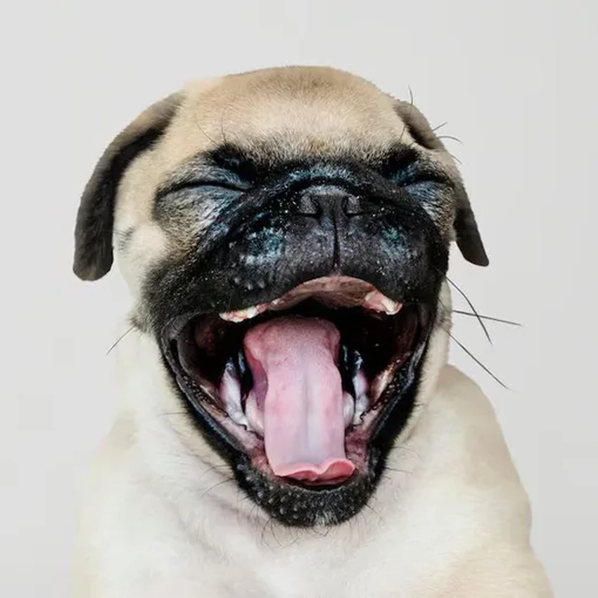 Правда ли собачья слюна лечит раны? Научный взгляд на лизоцим