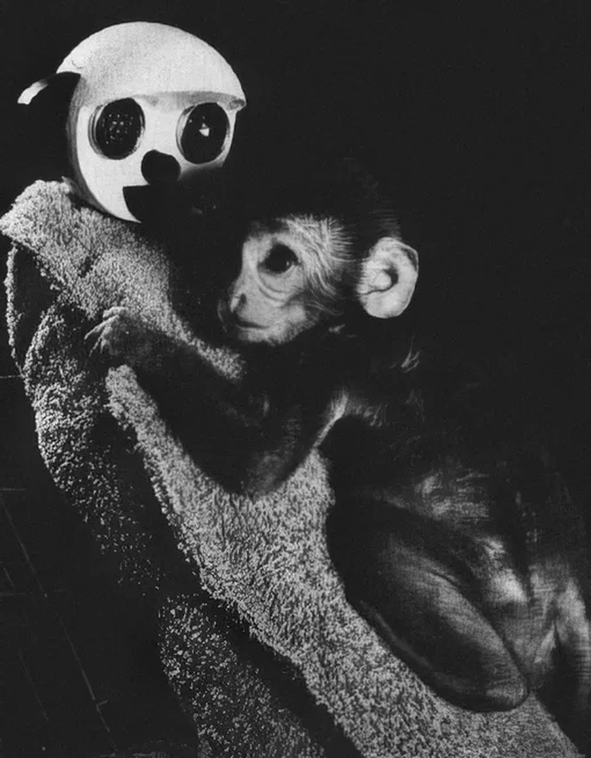 Гарри Харлоу: как жестокие опыты с обезьянами доказали важность любви