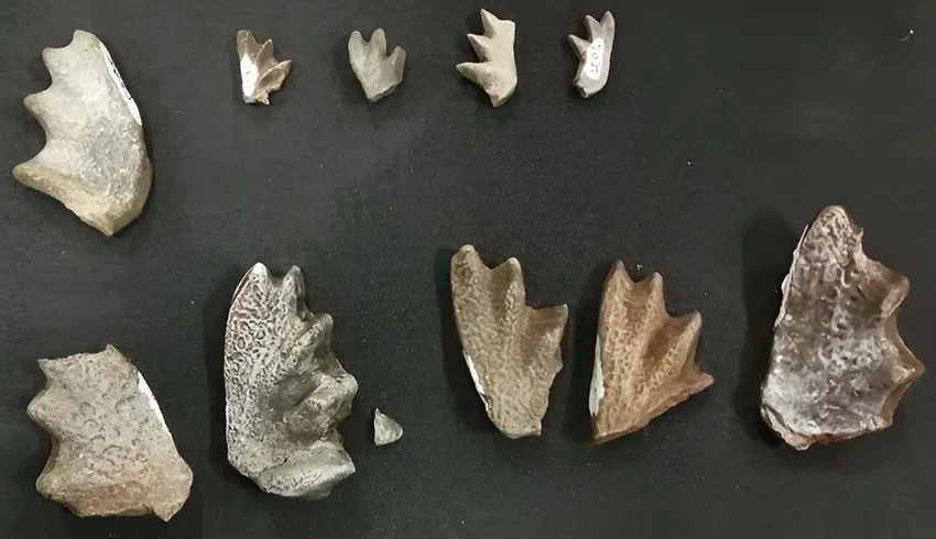 Найдена древняя рыба с лёгкими: новый вид из Зимбабве возрастом 210 млн лет