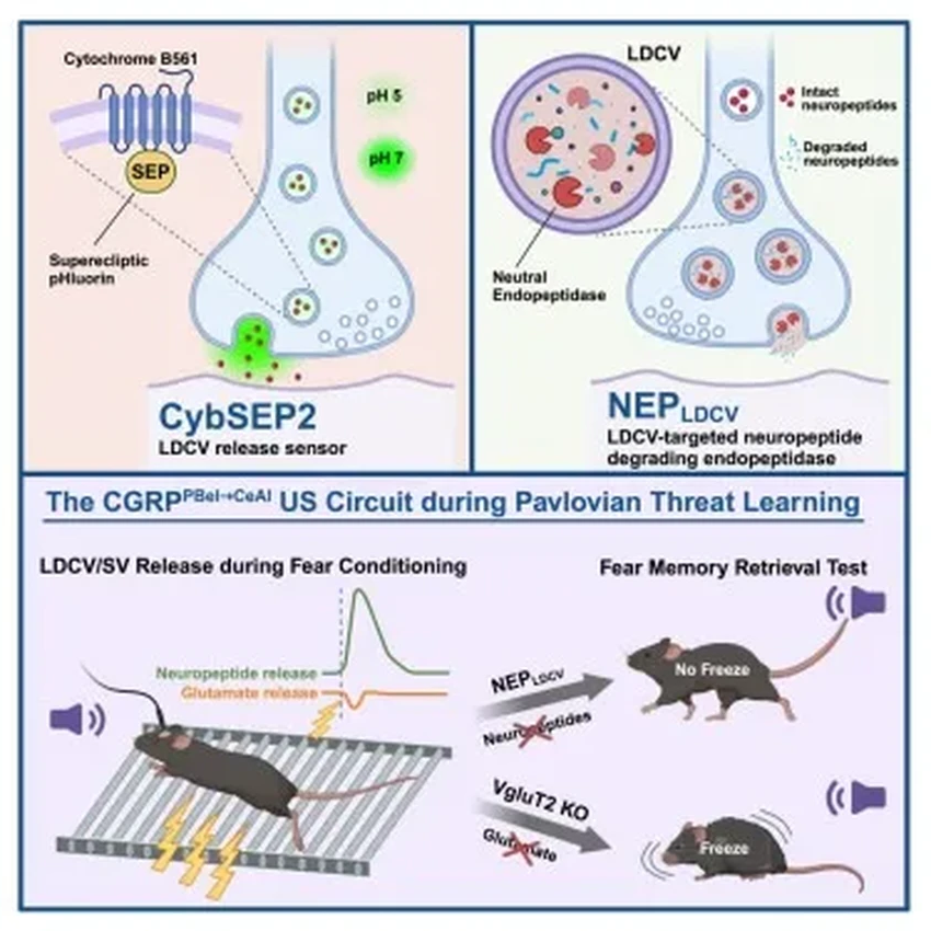 Как мозг записывает страх: открытие, которое изменит лечение ПТСР
