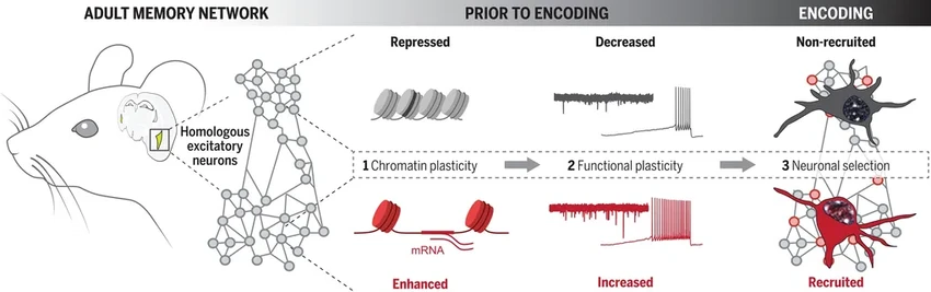 Нейроны готовы учиться: как ядро клетки создаёт вашу память