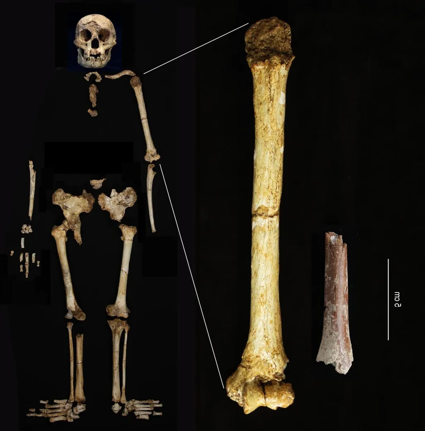 Предки «хоббитов» с острова Флорес были ещё меньше, чем считалось