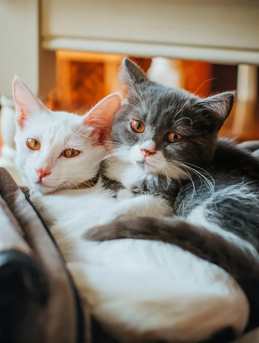 Ученые выяснили: кошки горюют, теряя друга-животного. Как проявляется их скорбь