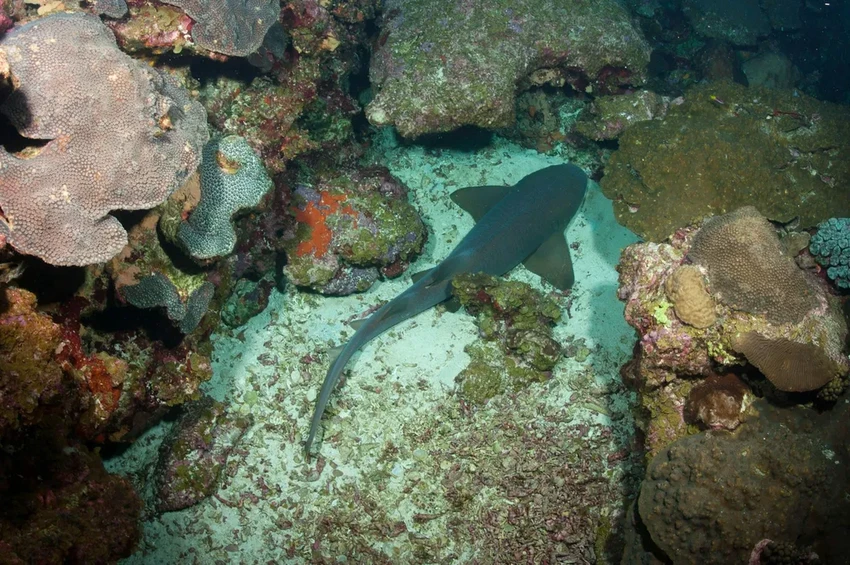 Учёные подтвердили: акулы размножаются без самцов благодаря партеногенезу