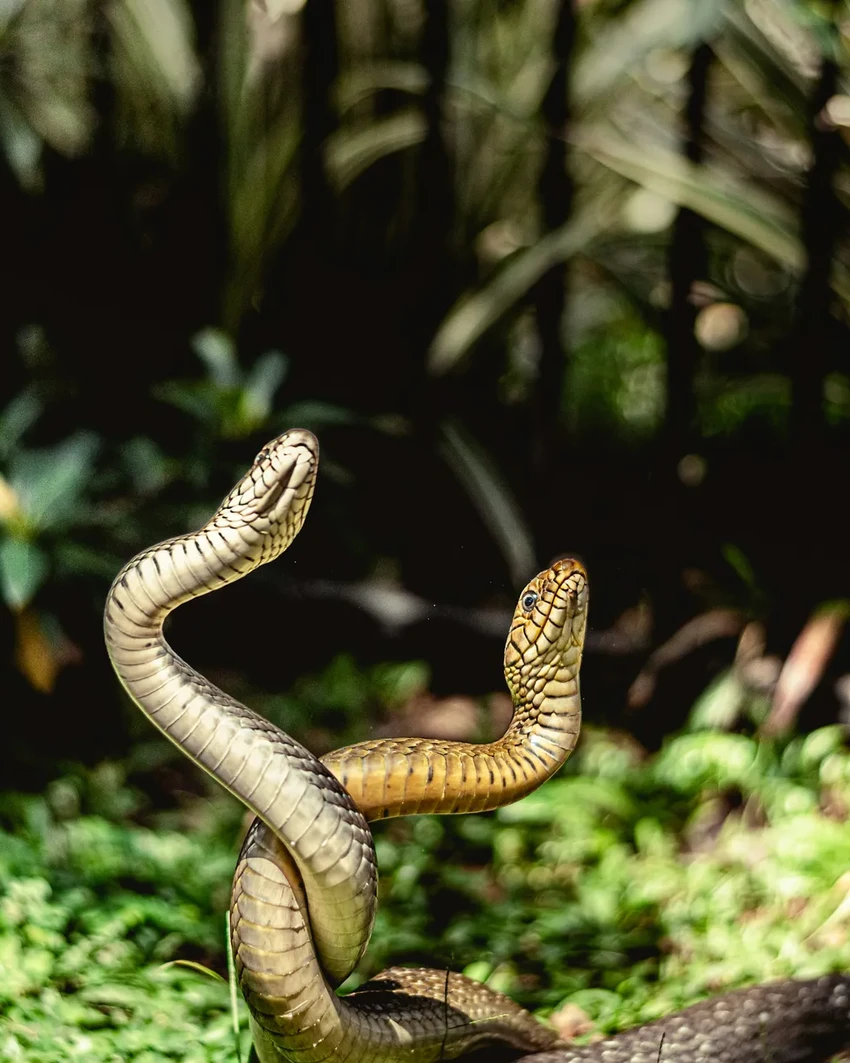 В Вайоминге нашли древних змей возрастом 38 млн лет: они погибли, сбившись в клубок