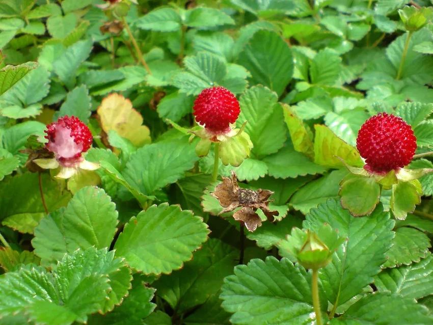 Почему семена клубники расположены снаружи, а не внутри ягоды?
