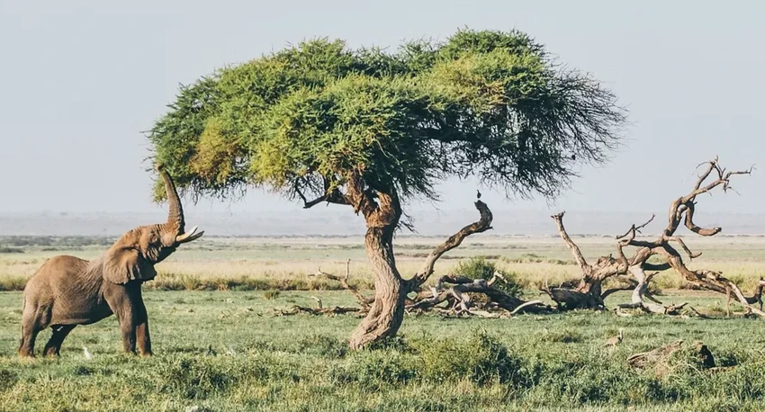 Секрет хобота: как слоны учат роботов мягкому захвату