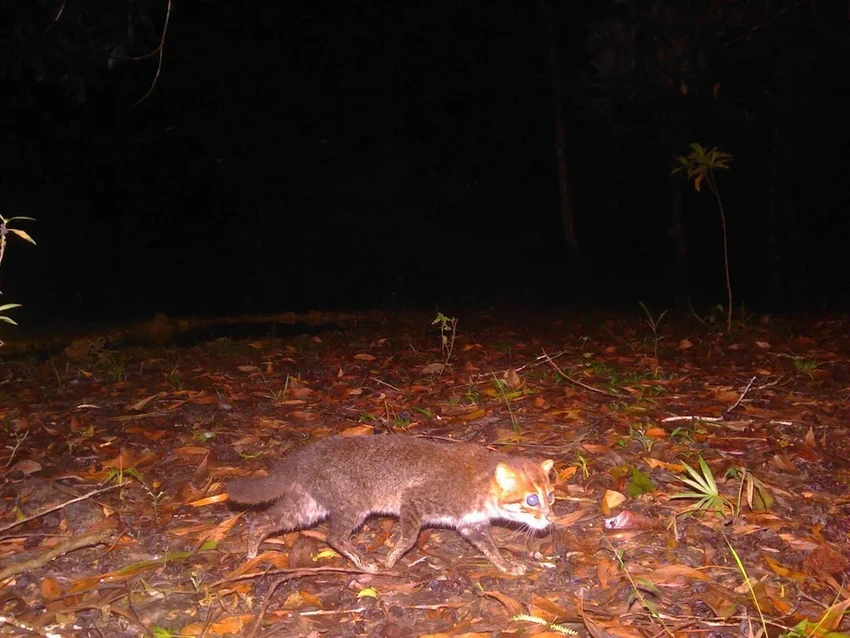 Суматранская кошка в Таиланде: первая встреча за 30 лет