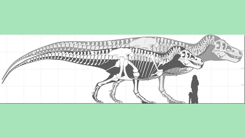 Насколько большим был тираннозавр: новый расчёт веса древнего хищника