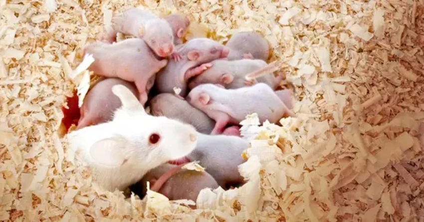 Как мозг создает связь с матерью: открыты уникальные нейроны детской привязанности