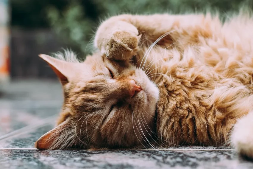 Птичий грипп H5N1: коровы заражают друг друга, а потом — кошек