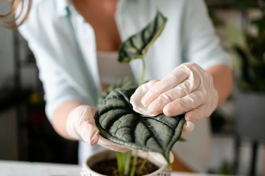 Как правильно очистить комнатные растения от пыли: 4 безопасных и эффективных способа