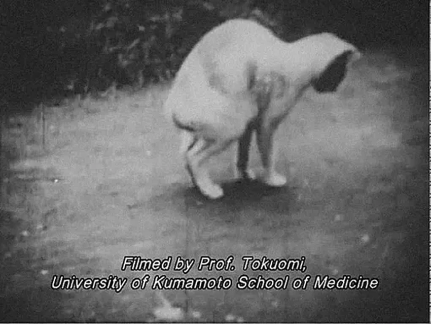 Минамата: как отравление ртутью стало крупнейшей экологической катастрофой Японии