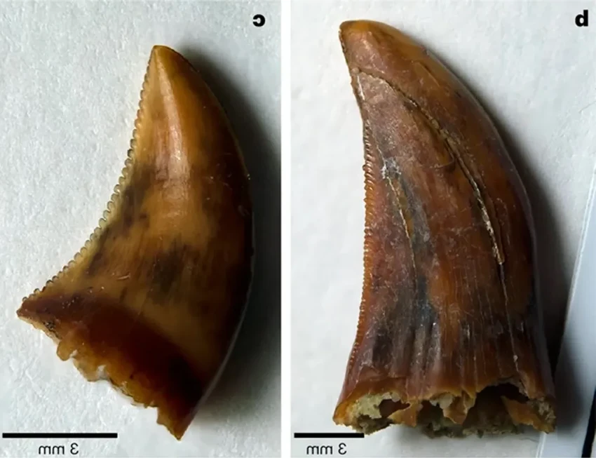 Комодские вараны: острые зубы с железным покрытием раскрыты