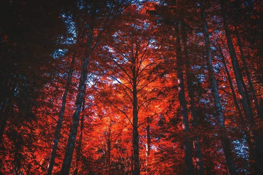 Загадка глубин: как минералы на дне океана производят кислород