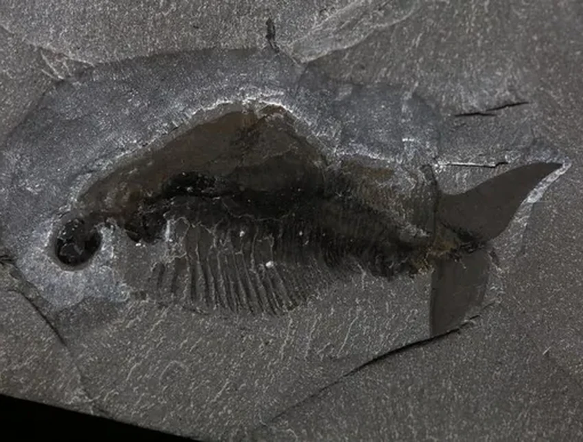 Odaraia alata: древнее существо, похожее на тако, которое плавало вверх ногами