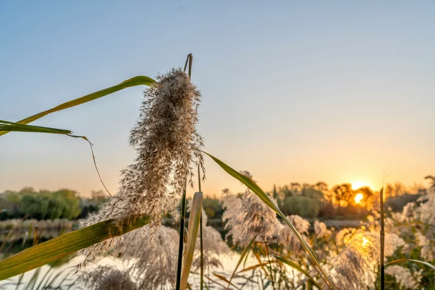 Новый метод: как получают биотопливо из обычных водных растений