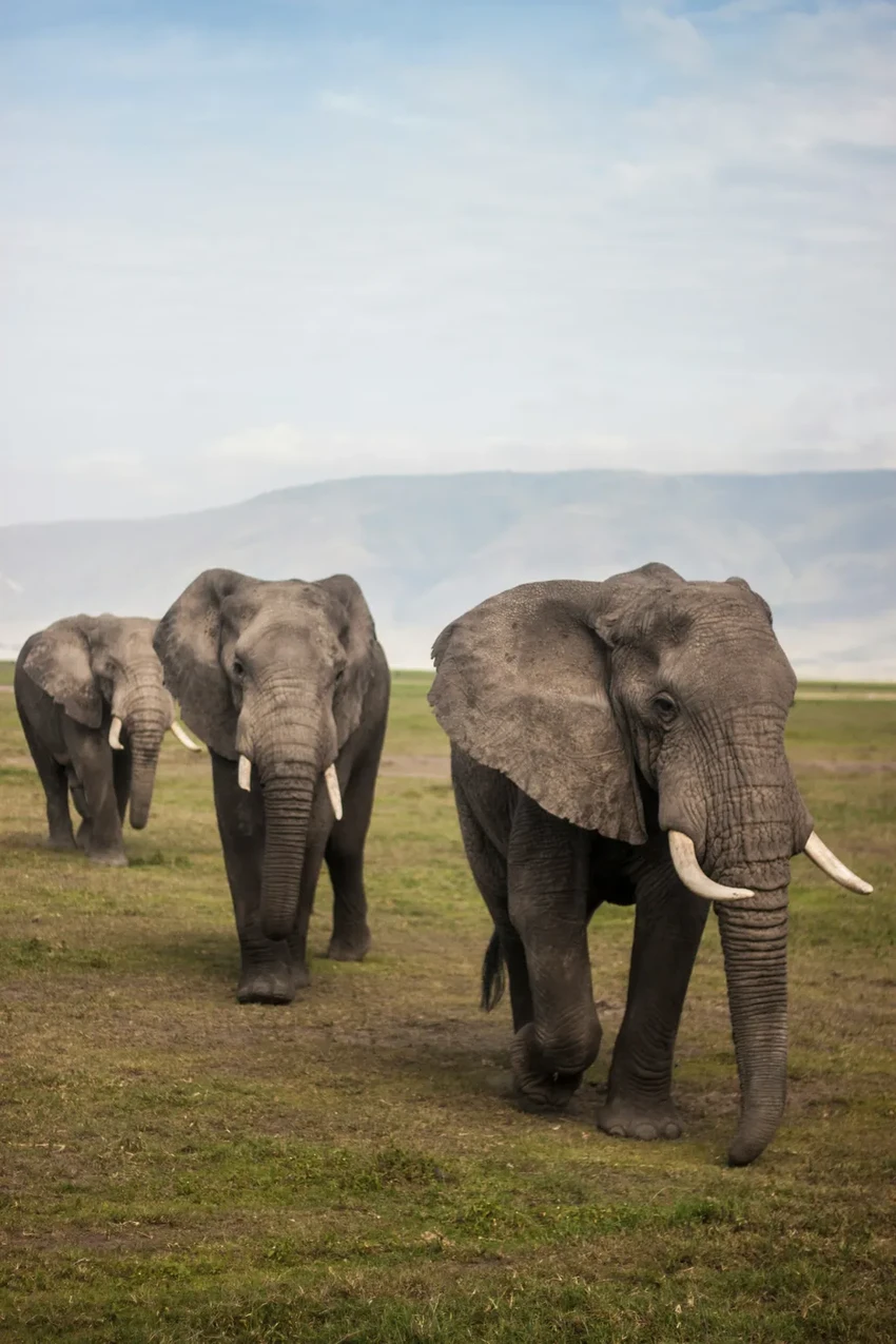 Секрет слонов: как их хоровое урчание становится сигналом «пора уходить»