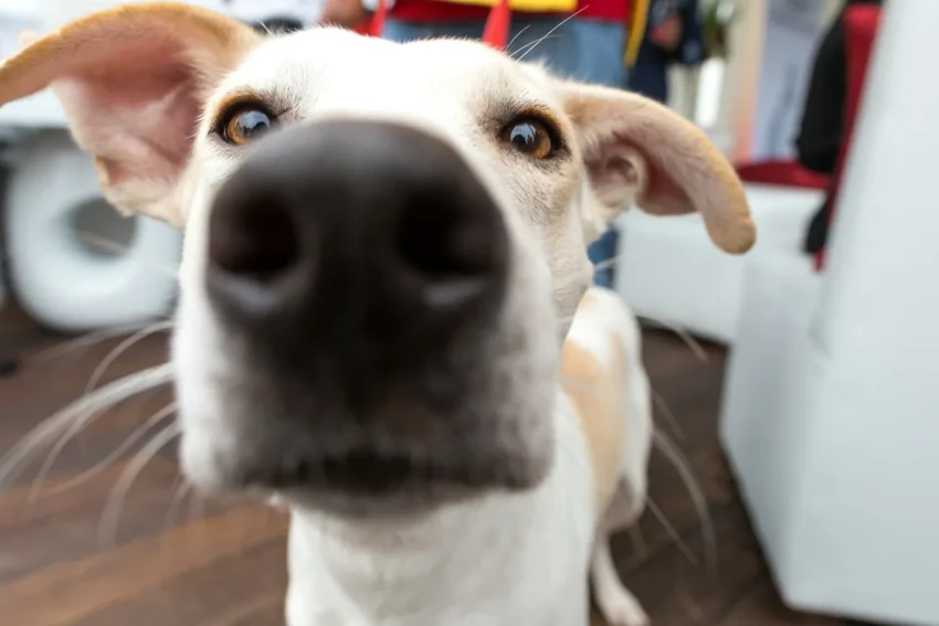 Как запах стресса влияет на собак: удивительные результаты исследования