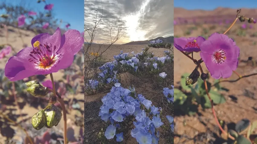 Пустыня Атакама зацвела зимой: почему это тревожный знак для экологии