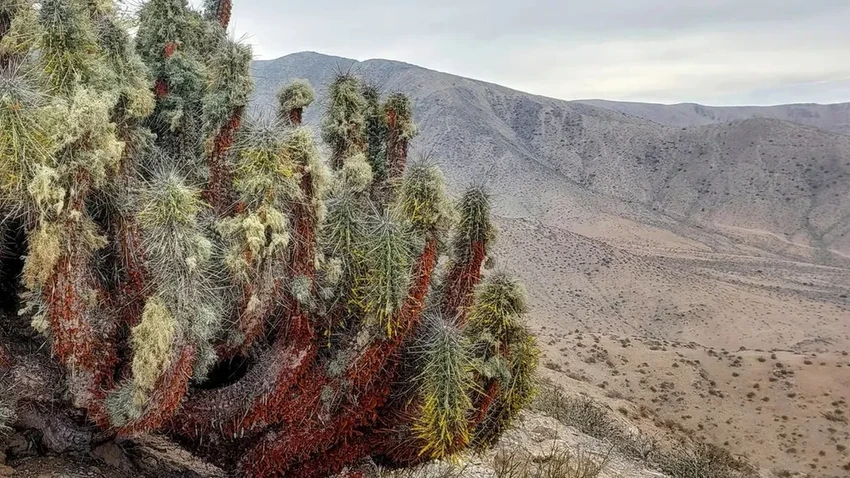 Пустыня Атакама зацвела зимой: почему это тревожный знак для экологии