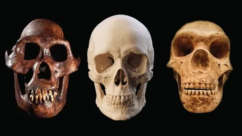 Почему мы, Homo sapiens, пережили всех своих родственников-гоминин?