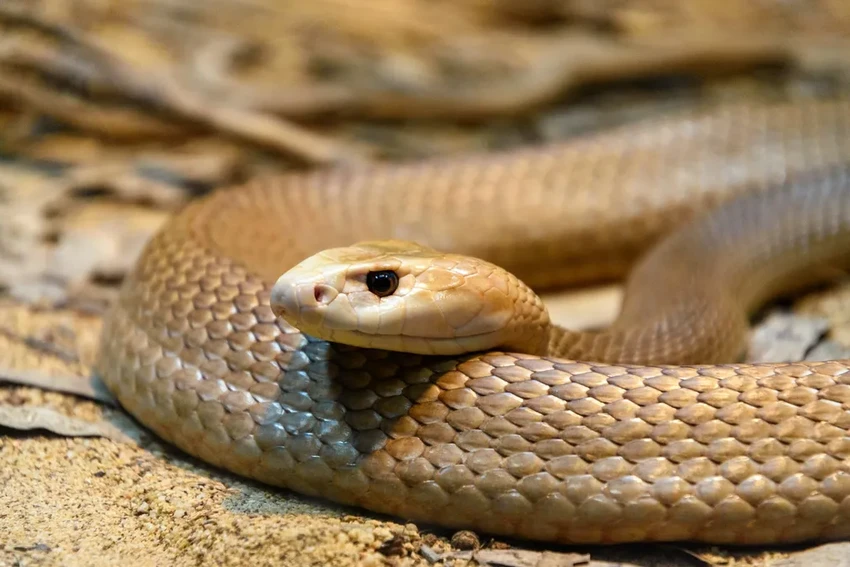 Тайпан установил мировой рекорд: яда одной змеи хватило бы на 400 человек