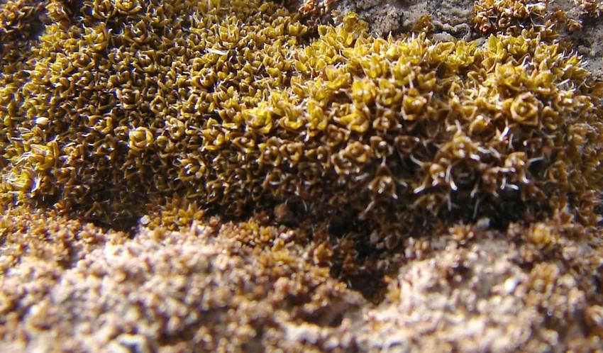 Космические новости недели: сера на Марсе и загадка юпитерианского шторма