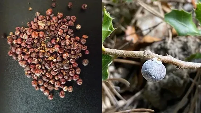 В пещере у Мертвого моря нашли древнюю багряницу