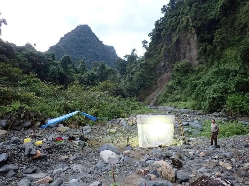Ученые нашли на Мадагаскаре гигантскую многоножку, потерянную для науки 126 лет