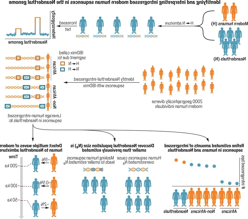 Неандертальцы не вымерли: новая генетическая история их ассимиляции