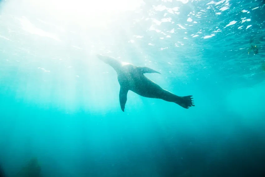 На пляжах Кейптауна зафиксирована вспышка бешенства среди тюленей