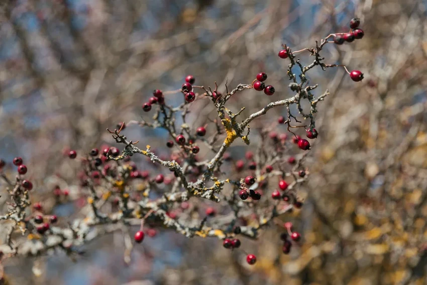 Какие растения на даче под запретом: сорняки и опасные культуры