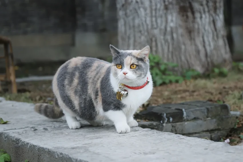 Умный ошейник для кошек: диагностика здоровья по голосу питомца