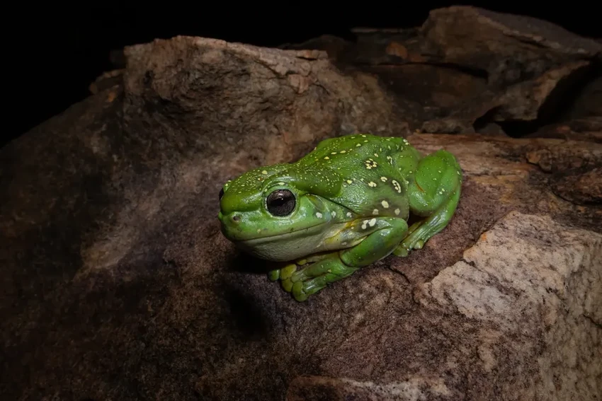 Голубая квакша в Австралии: редкая мутация в дикой природе