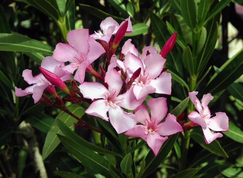 15 самых ядовитых растений: привлекательная внешность и смертельная опасность