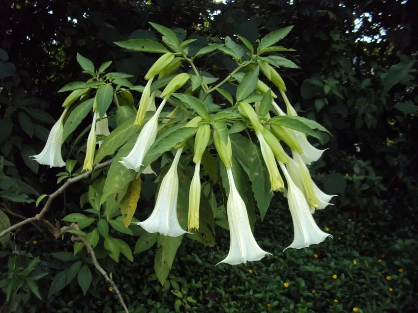 15 самых ядовитых растений: привлекательная внешность и смертельная опасность