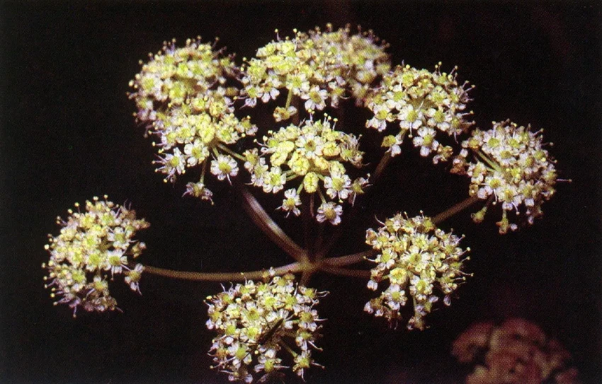 15 самых ядовитых растений: привлекательная внешность и смертельная опасность