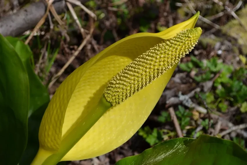 15 самых ядовитых растений: привлекательная внешность и смертельная опасность