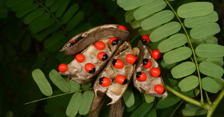 15 самых ядовитых растений: привлекательная внешность и смертельная опасность