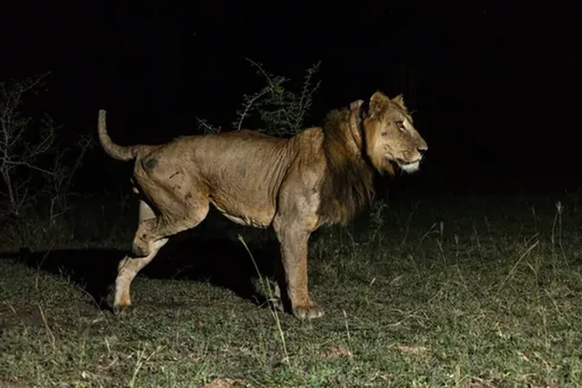 Невероятный заплыв: как львы переплыли реку, кишащую крокодилами