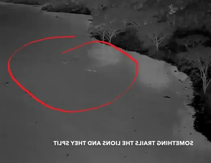 Невероятный заплыв: как львы переплыли реку, кишащую крокодилами