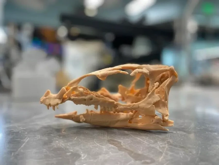 Найдены норные динозавры: новый вид размером с собаку жил под землёй