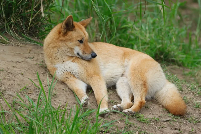 Генетика динго: древняя ДНК показала их уникальность и независимость от собак