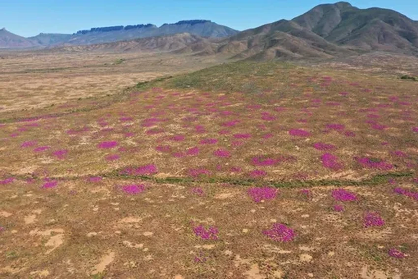 Термиты живут в одном доме 34 000 лет. Как их курган стал капсулой времени