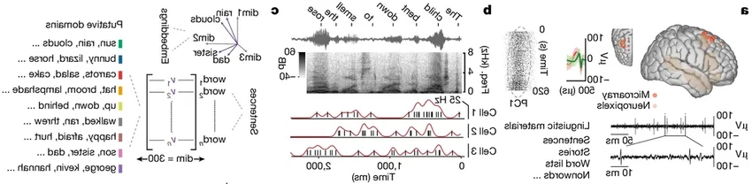 Как мозг хранит слова: почему «кошки» и «птицы» лежат на одной полке