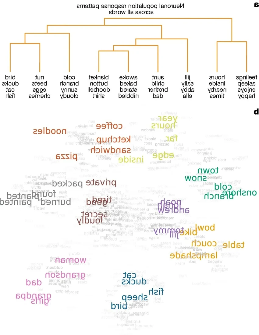 Как мозг хранит слова: почему «кошки» и «птицы» лежат на одной полке