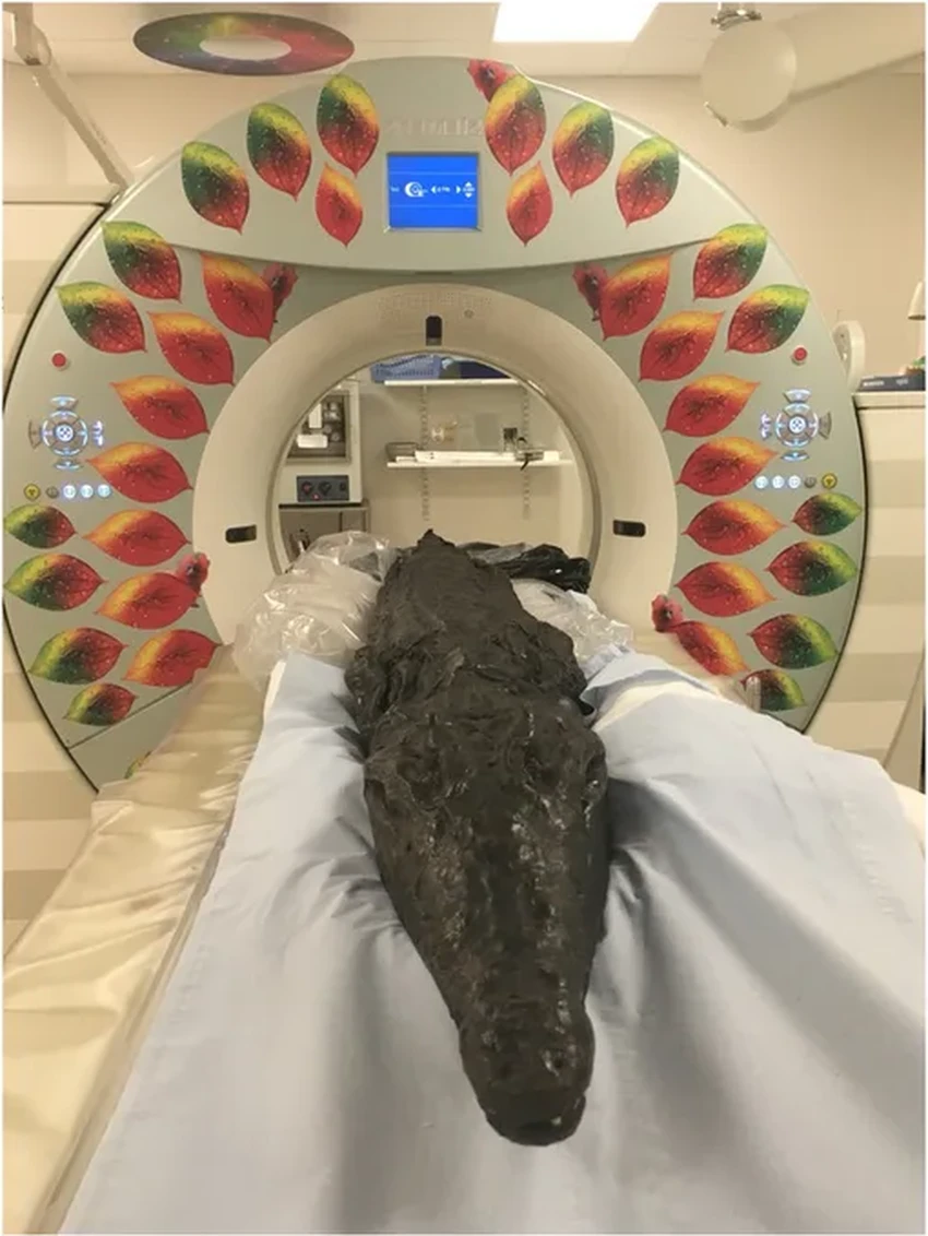 Как ловили священных крокодилов в Древнем Египте: находка в мумии