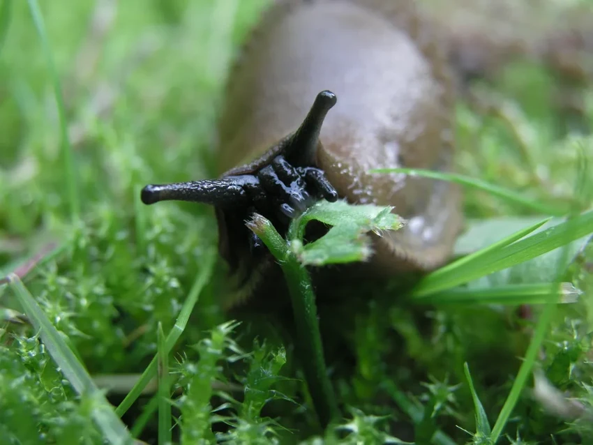 Нашествие испанских слизней: чем опасны гигантские моллюски в Подмосковье